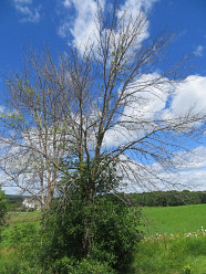 Emerald Ash Borer Confirmed In Oconto And Shawano Counties Wisconsin DNR Emerald Ash Borer Confirmed In Oconto And Shawano Counties Wisconsin DNR